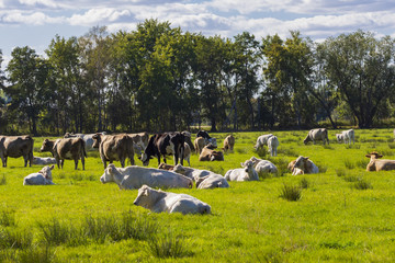 eine Kuhherde im Spreewald