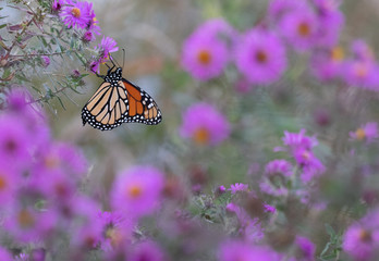 Natures Wilderness Plants