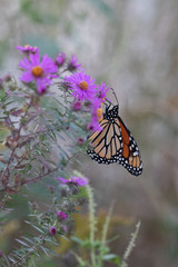 Natures Wilderness Plants