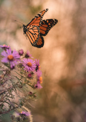 Natures Wilderness Plants