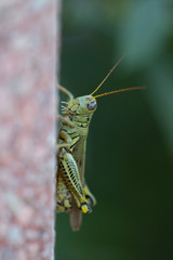 Natures Wilderness Plants