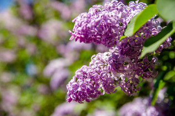 Blooming in may, a pink lilac close-up 