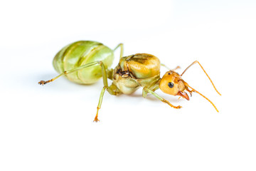 Isolated Queen Red Ant on White Background