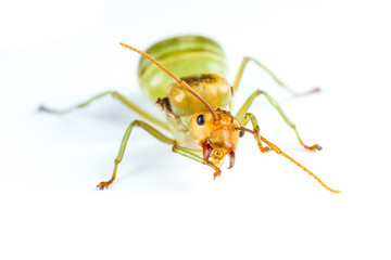 Isolated Queen Red Ant on White Background