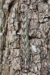 Animal,  the caterpillar is clinging on big tree,   its body has strange design.  Thai people call NON-BUNG.