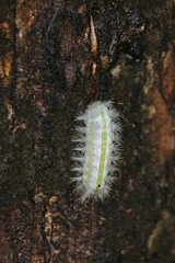 Animal,  the caterpillar is clinging on big tree,   its body has strange design.  Thai people call NON-BUNG.