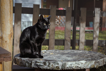 black cat sitting at the outdoor