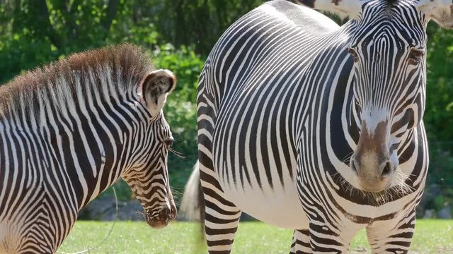 An Imperial or Grevy's zebra mother and her colt interacting. (zoo)
