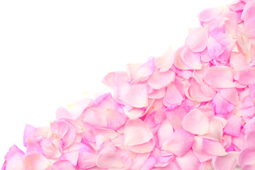 Fototapeta na wymiar Pink rose flowers isolated on white background. top view