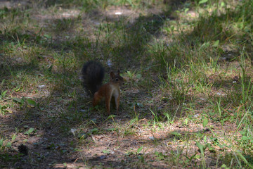 active forest squirrel