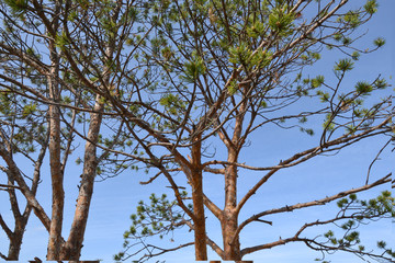 summer landscapes with pine trees