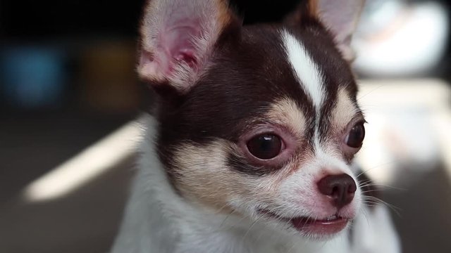 chihuahua in front of black background