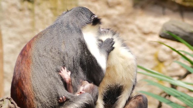A captive diana monkey cleaning another monkey, with baby. (zoo)