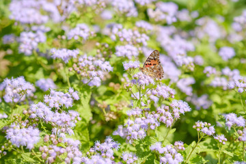 ツマグロヒョウモン