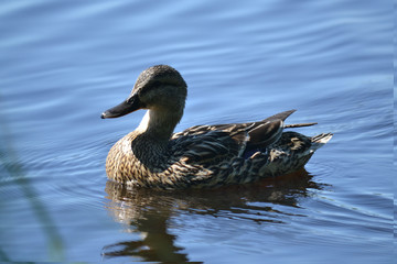 feathered ducks in the pond