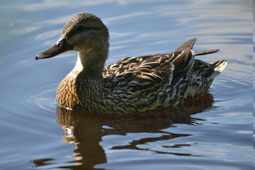 feathered ducks in the pond