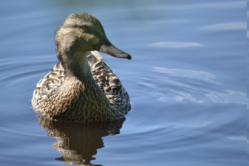 feathered ducks in the pond