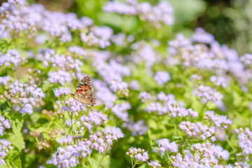 ツマグロヒョウモン