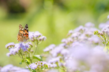 ツマグロヒョウモン