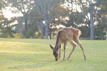 奈良公園の鹿