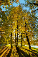 sunny morning in park