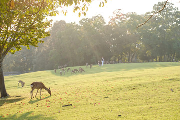 奈良公園の鹿