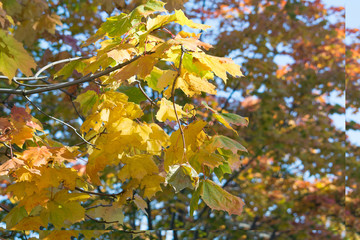 autumn maple landscapes