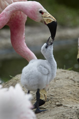 Naklejka premium Andean Flamingo (Phoenicopterus andinus) adult feeding a chick, (captive flock), Slimbridge WWT Centre, Gloucestershire, UK.