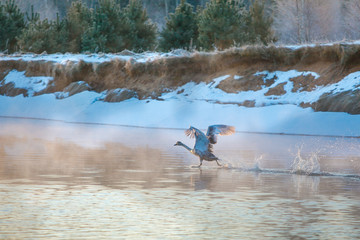 Swan speeding up to take off on water surface