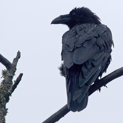 Raven (Corvus corax), perched in a tree, Loch Lomond, Scotland, UK.