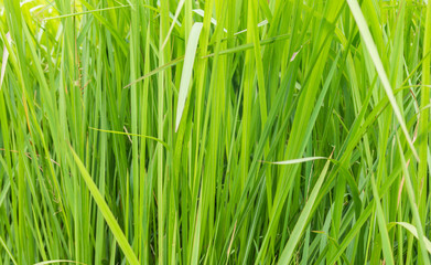 A natural green grass texture background.