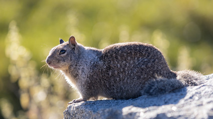 Obraz premium Kalifornischer Ziesel auf dem Glacier Point im Yosemite National Park - Yosemite Valley, Mariposa Country