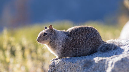 Obraz premium Kalifornischer Ziesel auf dem Glacier Point im Yosemite National Park - Yosemite Valley, Mariposa Country