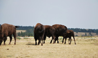 Naklejka premium Buffaloes in den Black Hills, South Dakota