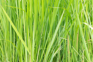 A natural green grass texture background.