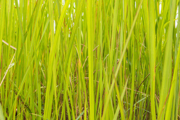 A natural green grass texture background.