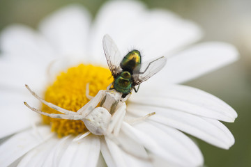 spider on flower