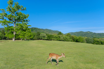 奈良公園の鹿