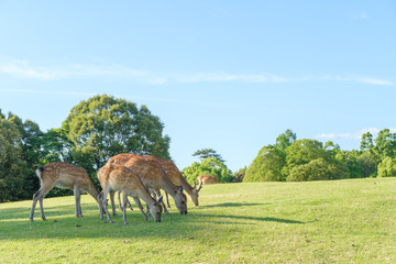 Fototapeta premium 奈良公園の鹿
