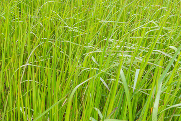 A natural green grass texture background with wind blow.
