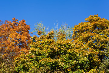 Fototapeta premium Red, yellow and green autumn leaves on blue sky background