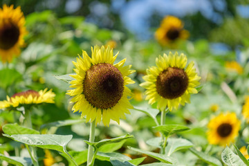 Fototapeta premium 馬見丘陵公園のひまわり