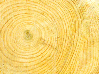 Fototapeta premium 木の切り口