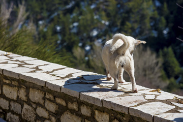 White dog on stony vintage wall seaching for something ,somewhere in a village of mountainous Greece