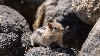 Kalifornisches Streifenhörnchen (Chipmunk) am Tenaya Lake