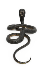 Obraz premium 3d Illustration King Cobra The World's Longest Venomous Snake Isolated on White Background, King Cobra Snake with Clipping Path