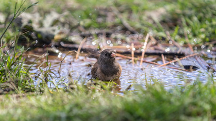 Spatz beim Baden in einer Pfütze