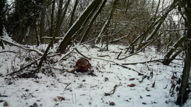 Cock ring neck male Pheasant (Phasianus Colchicus) in a forest with Snow in winter. Pheasant is a game bird in the Phasianidae family. Documentary Nature and Wildlife Video.