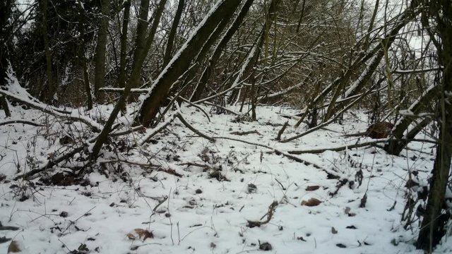 Cock ring neck male Pheasant (Phasianus Colchicus) in a forest with Snow in winter. Pheasant is a game bird in the Phasianidae family. Documentary Nature and Wildlife Video.