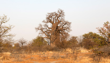 Large baobab tree in Botswana